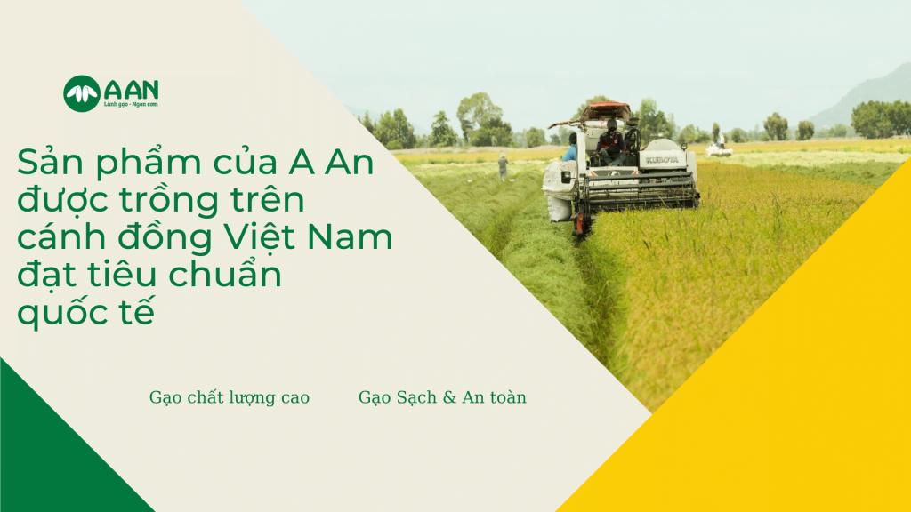 Gạo A An